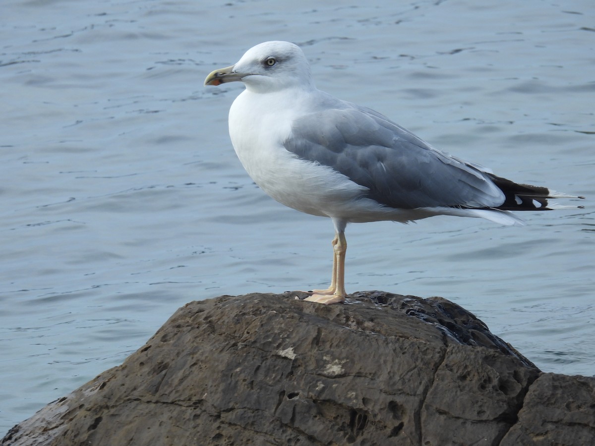 Yellow-legged Gull (michahellis) - ML624084879