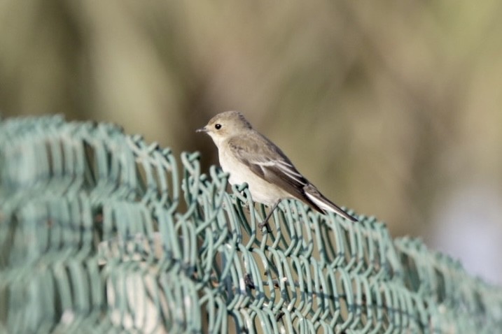 European Pied Flycatcher - ML624084902