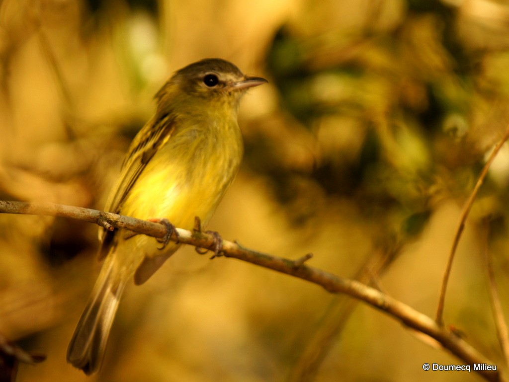 Yellow-olive Flatbill - ML62408491