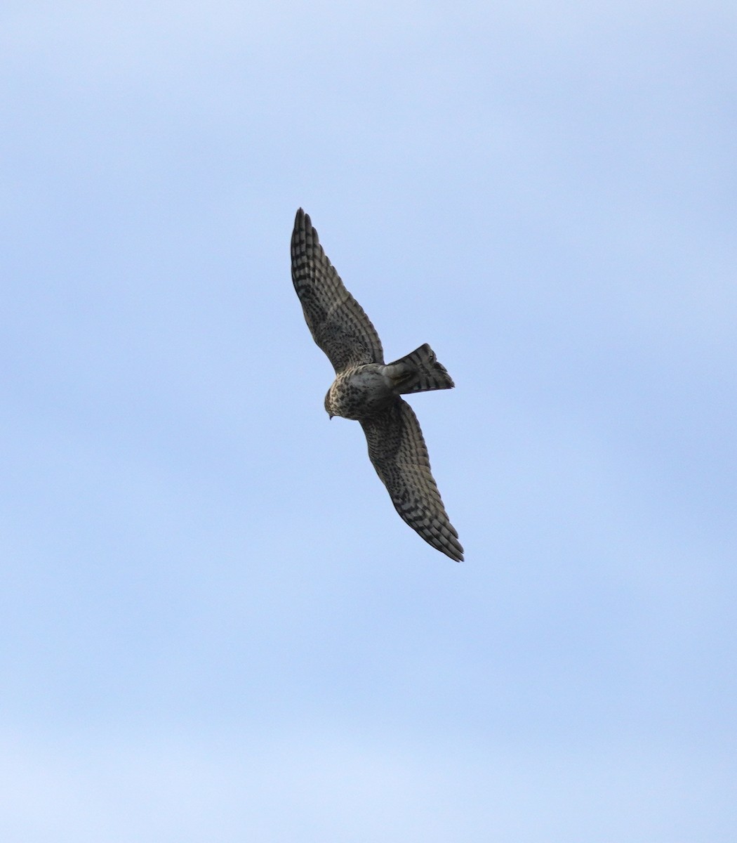 Broad-winged Hawk - ML624084911