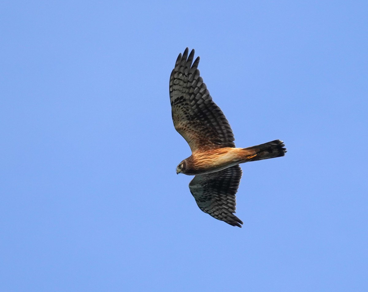 Northern Harrier - ML624084914