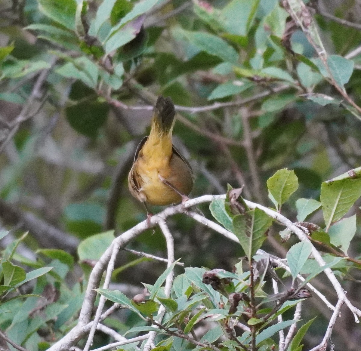 Common Yellowthroat - ML624084917