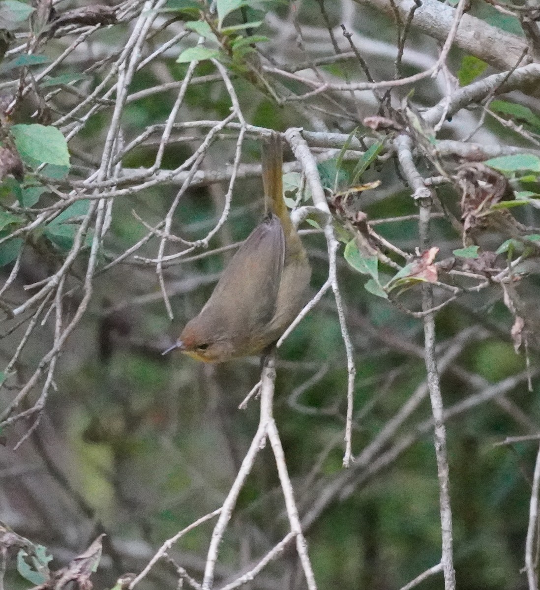 Common Yellowthroat - ML624084918