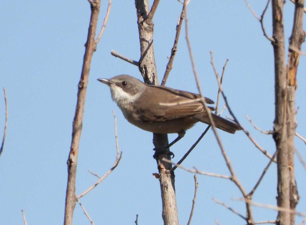 Western Orphean Warbler - ML624084924