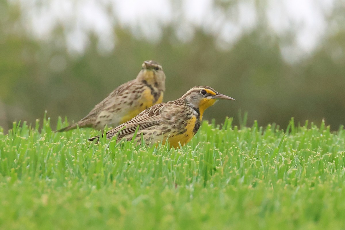 Western Meadowlark - ML624084928