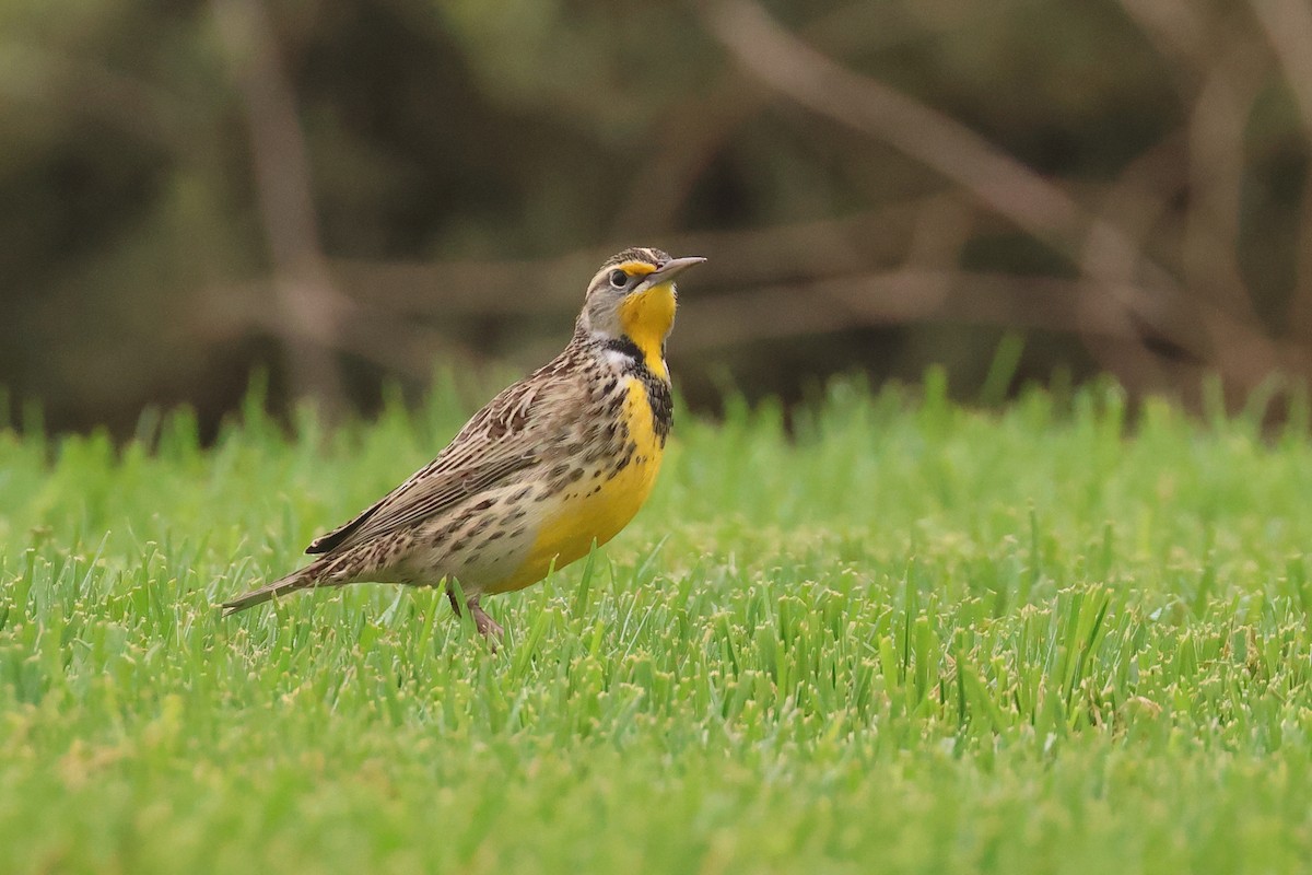 Western Meadowlark - ML624084929