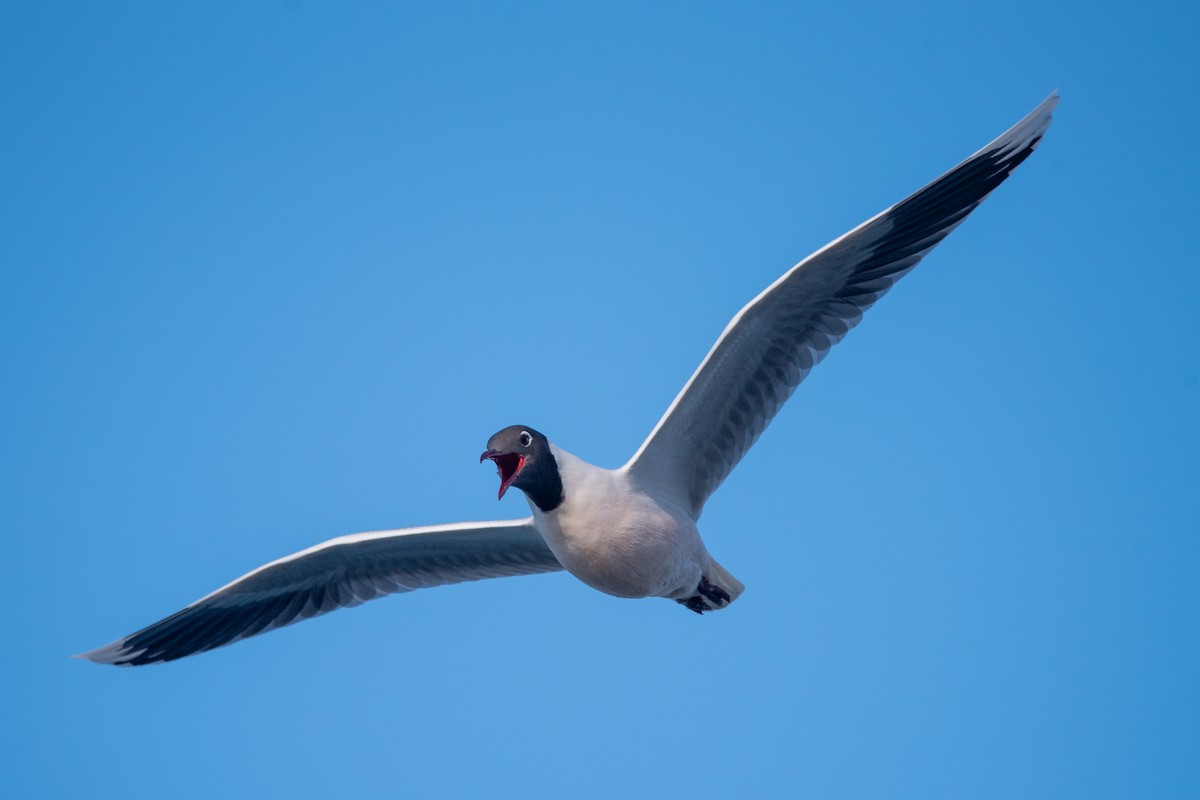 Brown-hooded Gull - ML624084932