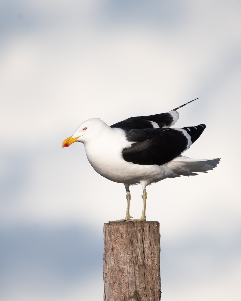 Kelp Gull - ML624084957