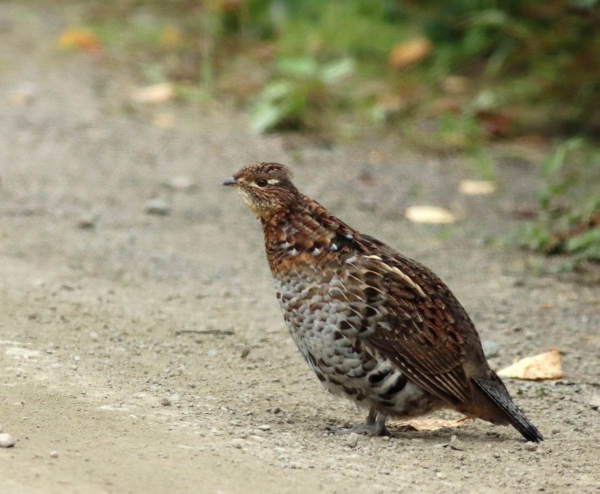 Ruffed Grouse - ML624085011