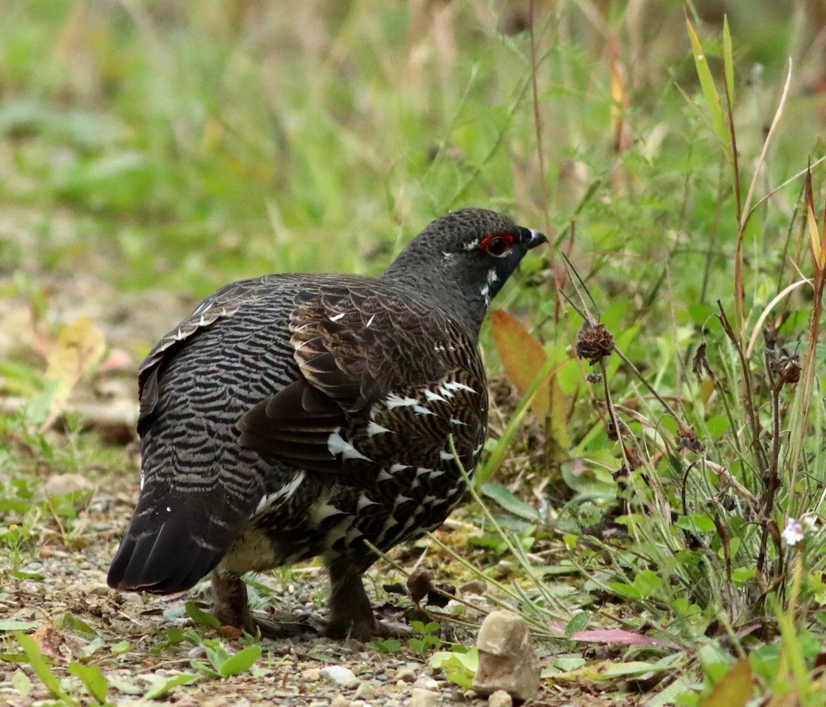 Spruce Grouse - ML624085036