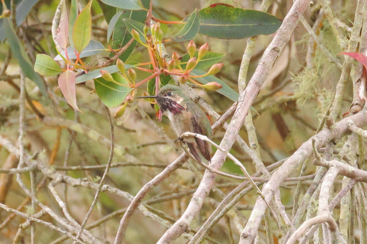 Calliope Hummingbird - Gregory Luckert