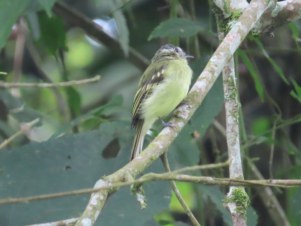 Slaty-capped Flycatcher - EDWAR ROMERO