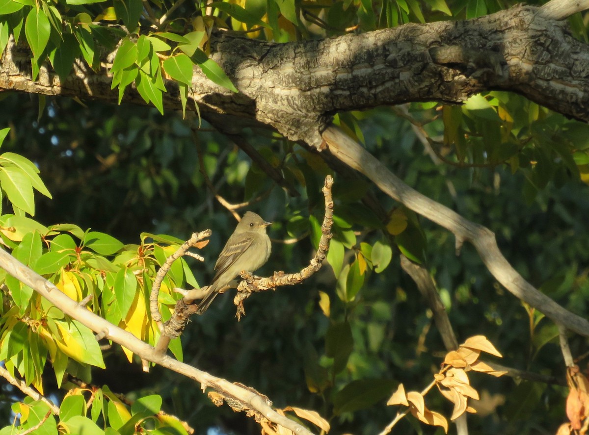 Western Wood-Pewee - ML624085089