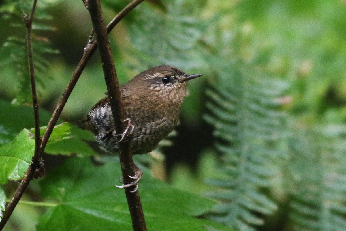 Pacific Wren - ML624085108