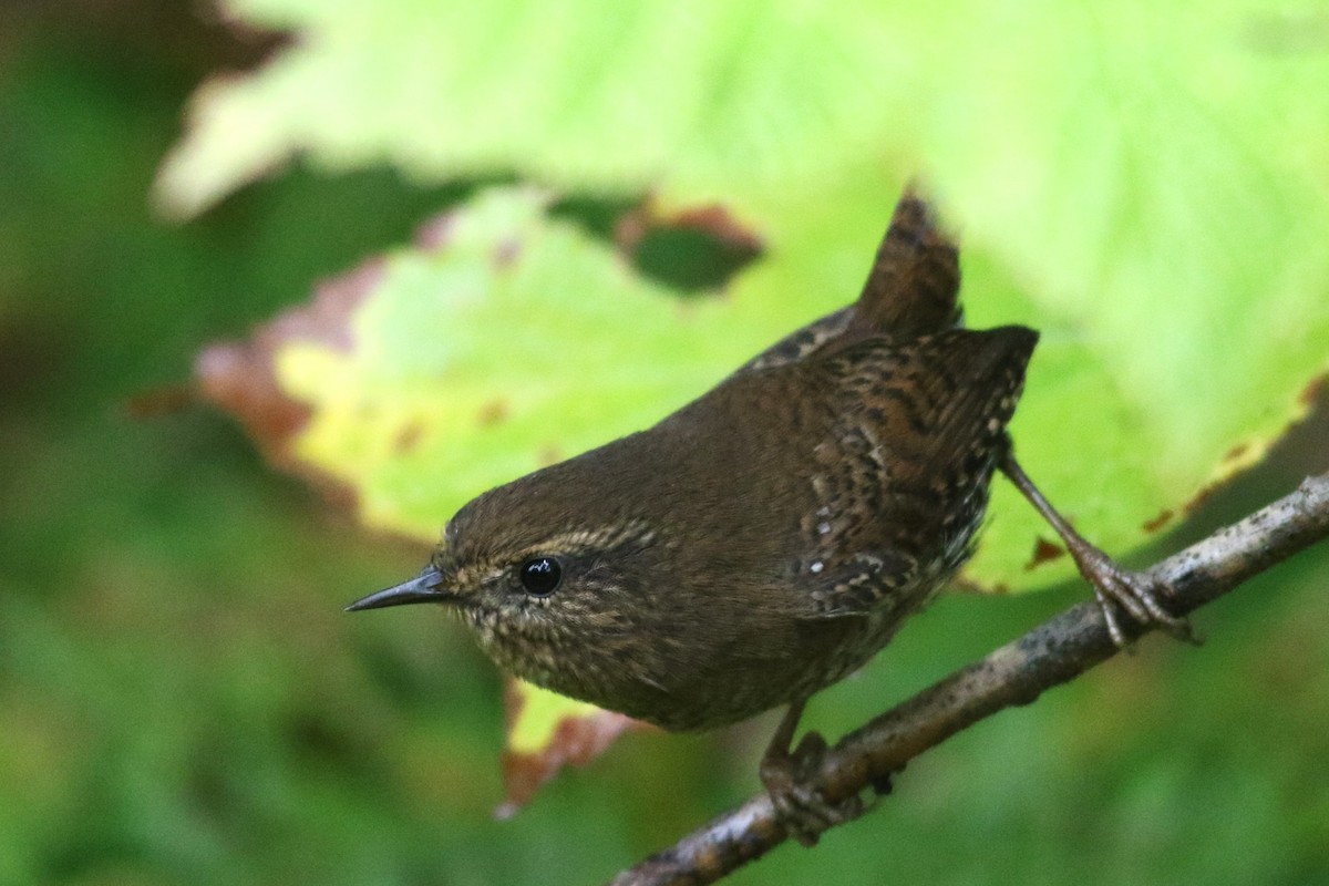 Pacific Wren - ML624085109