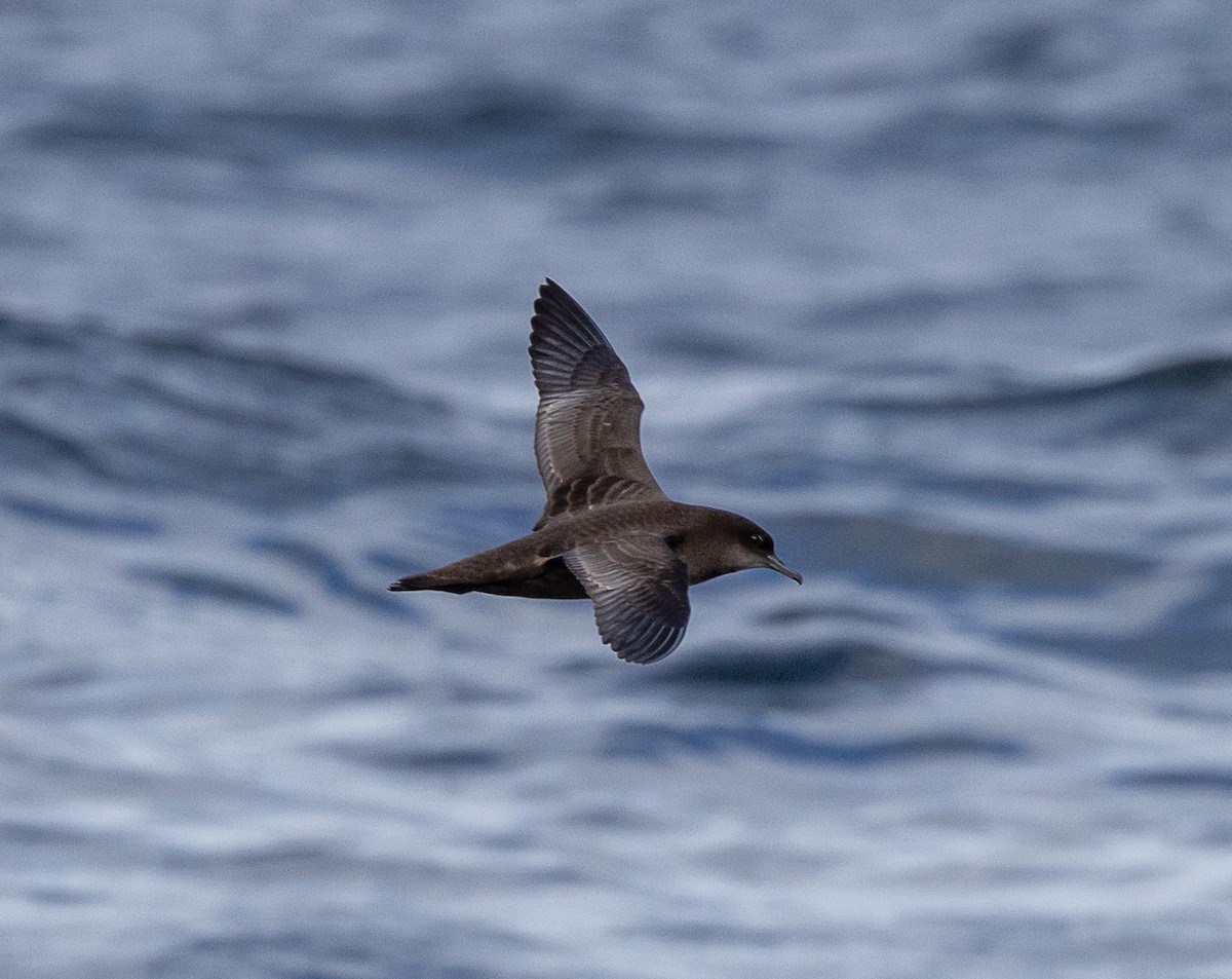 Short-tailed Shearwater - Greg Harrington