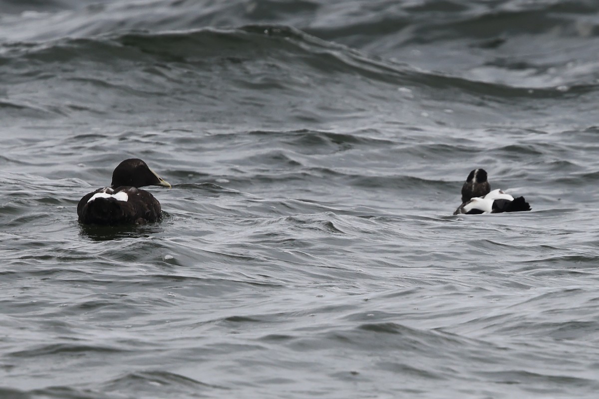 Common Eider - ML624085154