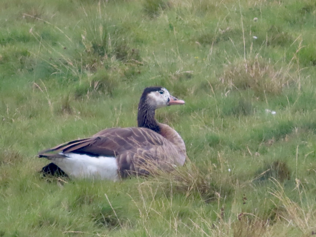 Graylag x Canada Goose (hybrid) - ML624085169