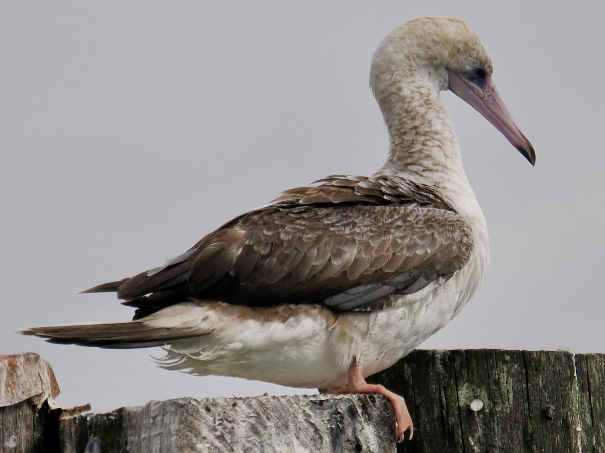 Red-footed Booby - ML624085186