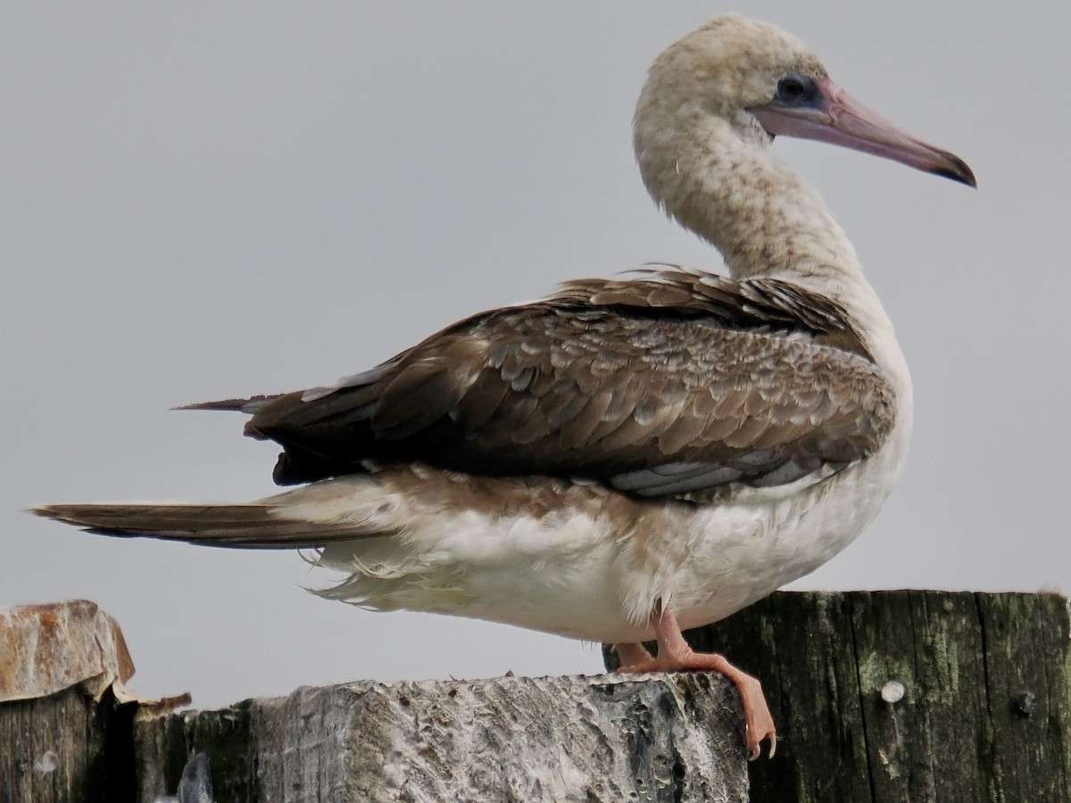 Red-footed Booby - ML624085187