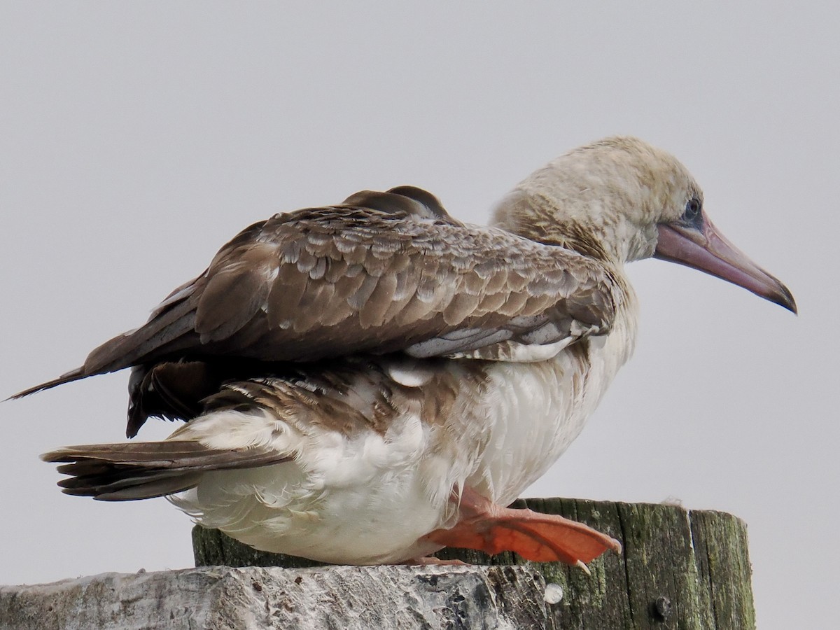 Red-footed Booby - ML624085188