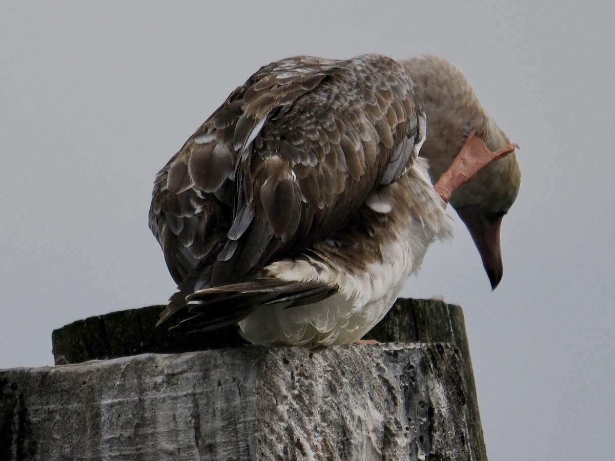 Red-footed Booby - ML624085189