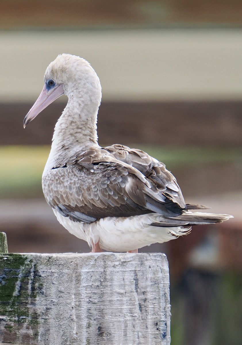 Red-footed Booby - ML624085190