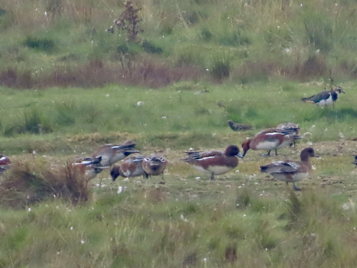 Eurasian Wigeon - ML624085217