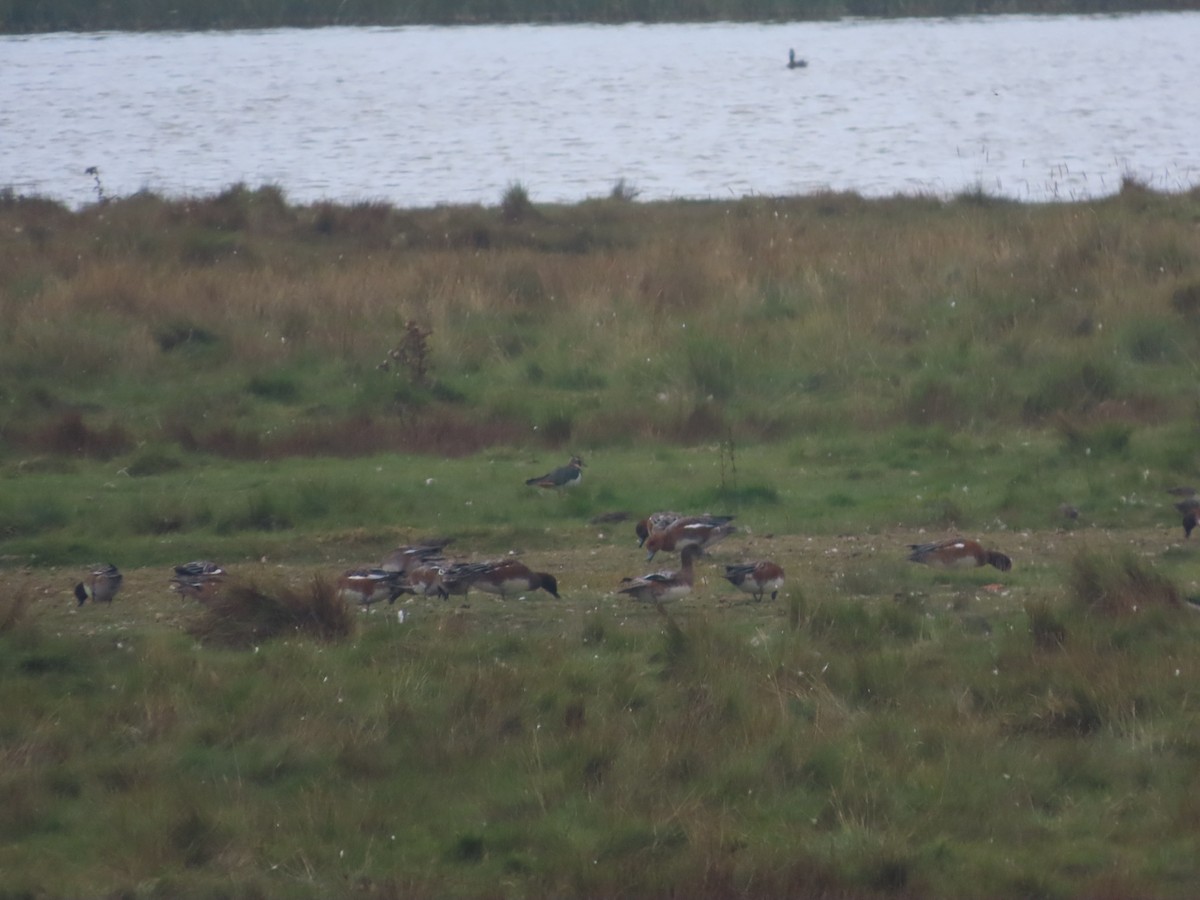 Eurasian Wigeon - ML624085219