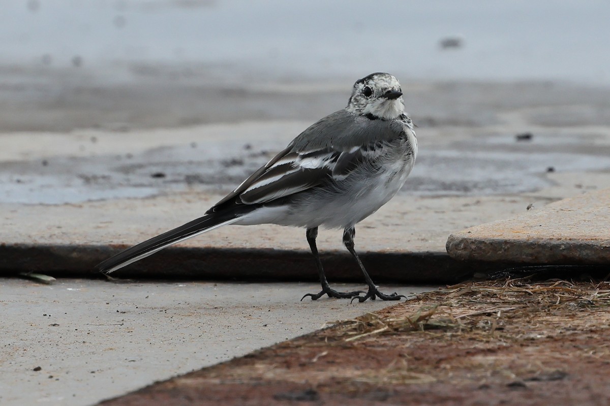 White Wagtail - Peter Roberts