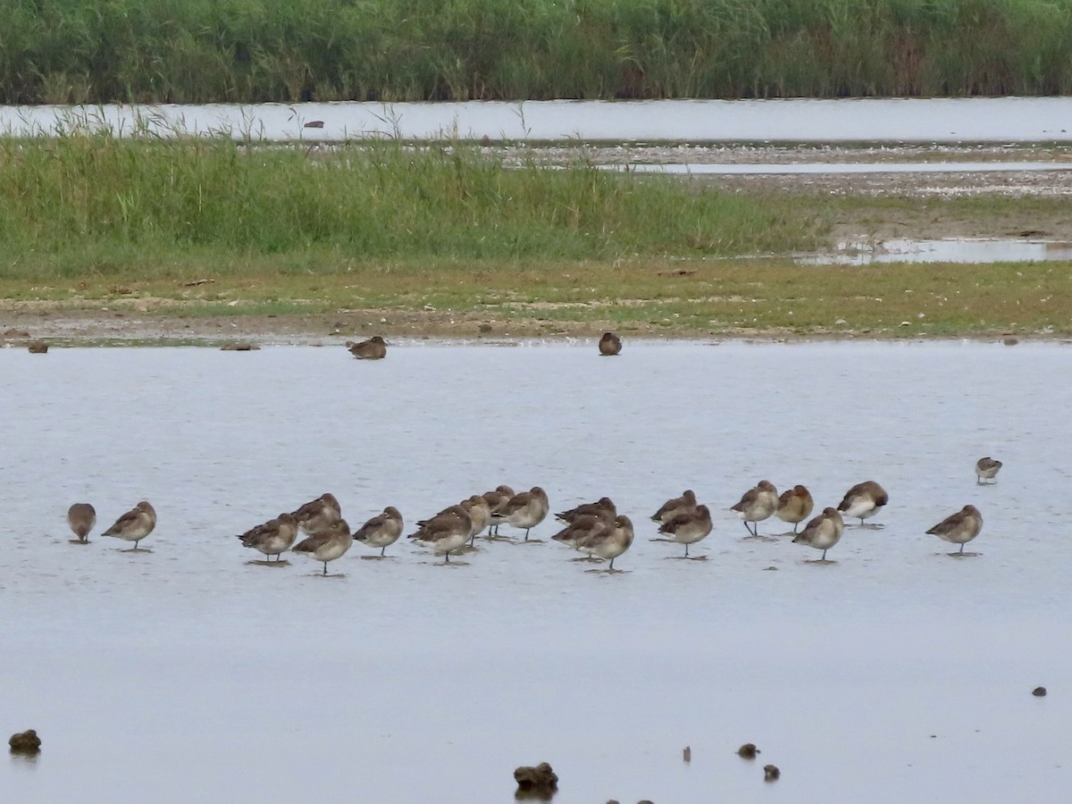 Black-tailed Godwit - ML624085239