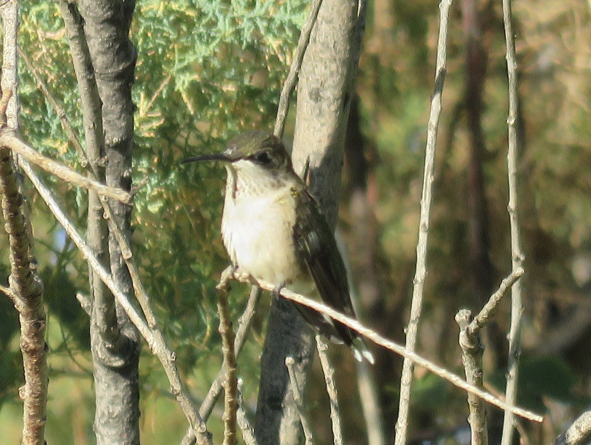 Ruby-throated Hummingbird - ML624085243