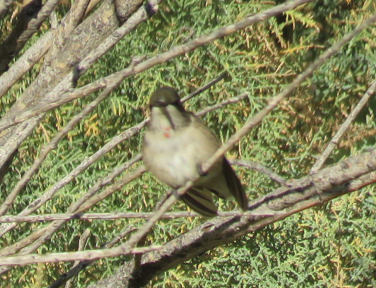 Ruby-throated Hummingbird - ML624085244