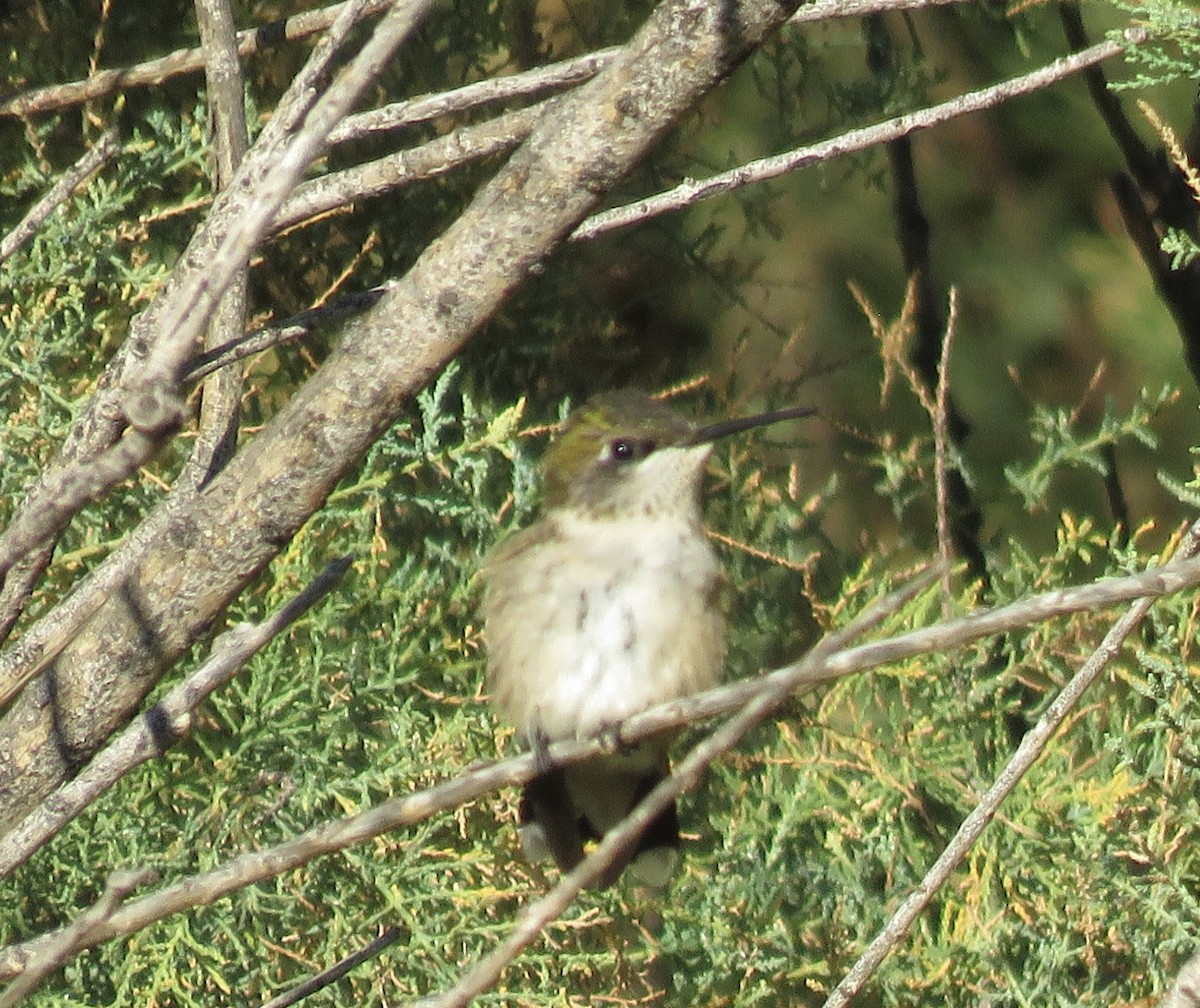 Ruby-throated Hummingbird - ML624085245