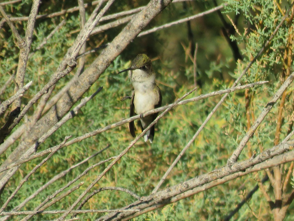 Ruby-throated Hummingbird - ML624085246