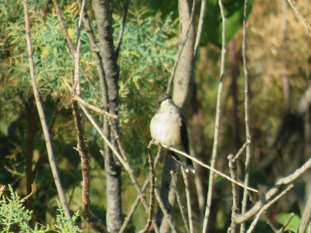 Ruby-throated Hummingbird - ML624085247