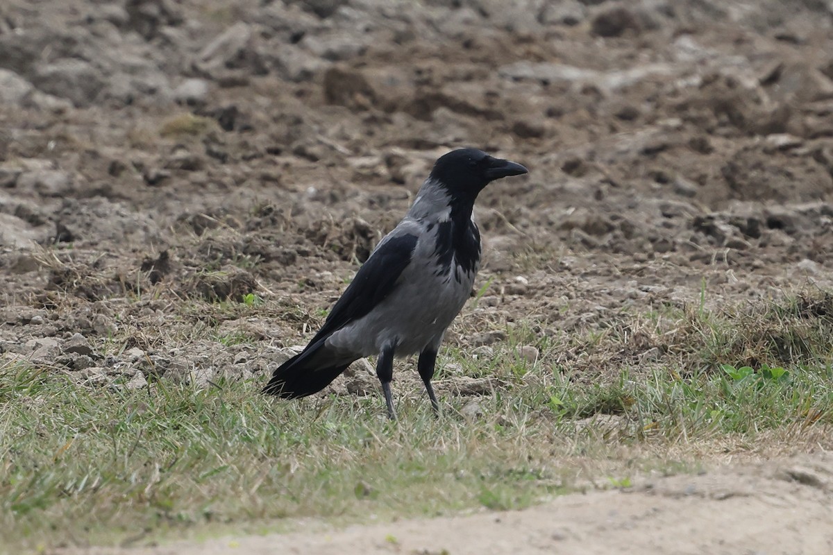 Hooded Crow - ML624085257