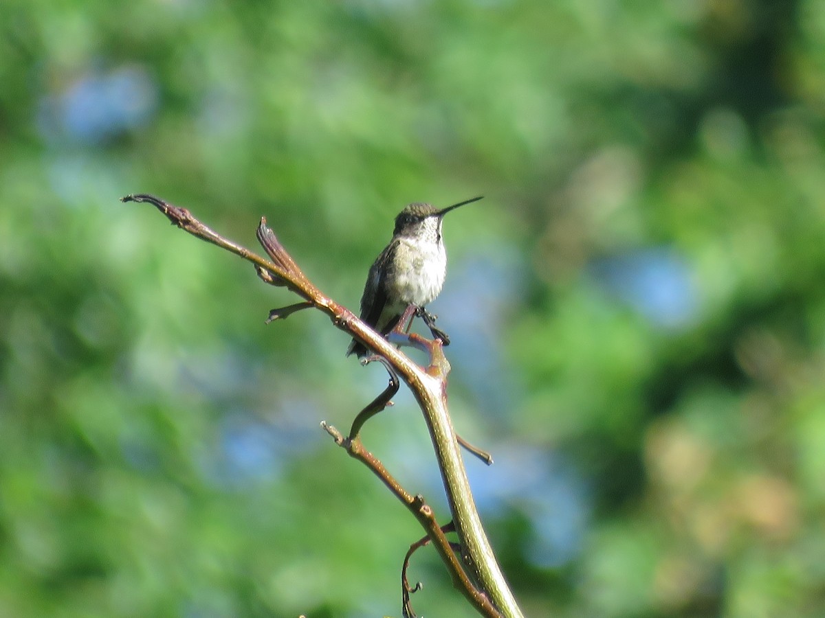 Black-chinned Hummingbird - ML624085273