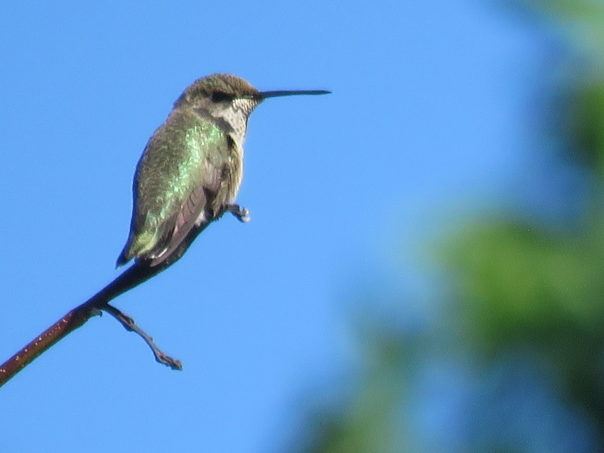 Black-chinned Hummingbird - ML624085274