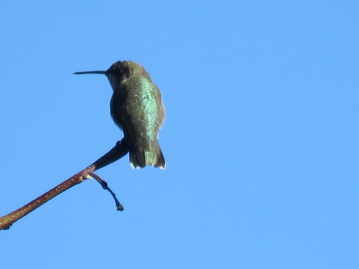 Black-chinned Hummingbird - Jim Crites