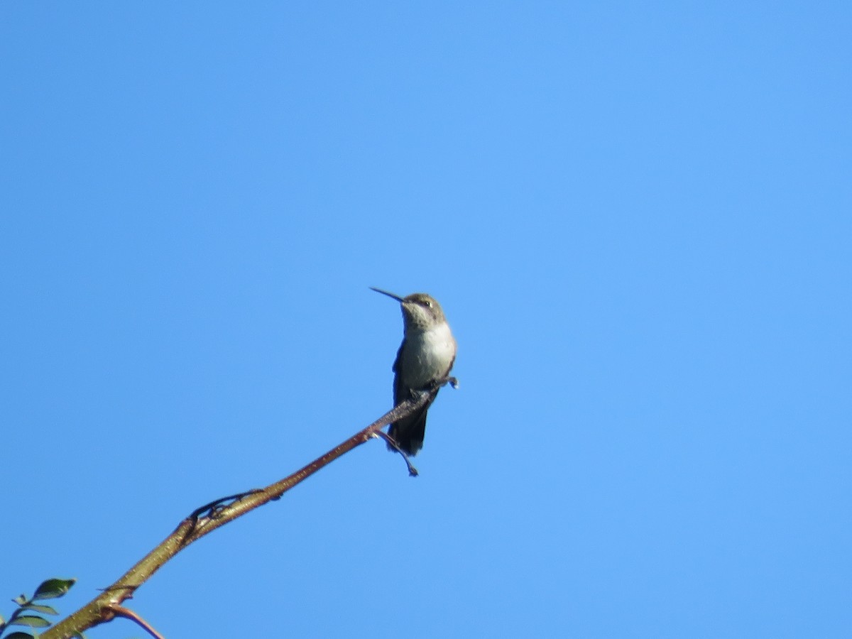 Black-chinned Hummingbird - ML624085276