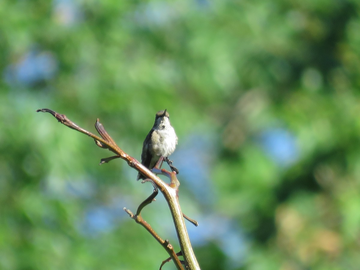 Black-chinned Hummingbird - ML624085277