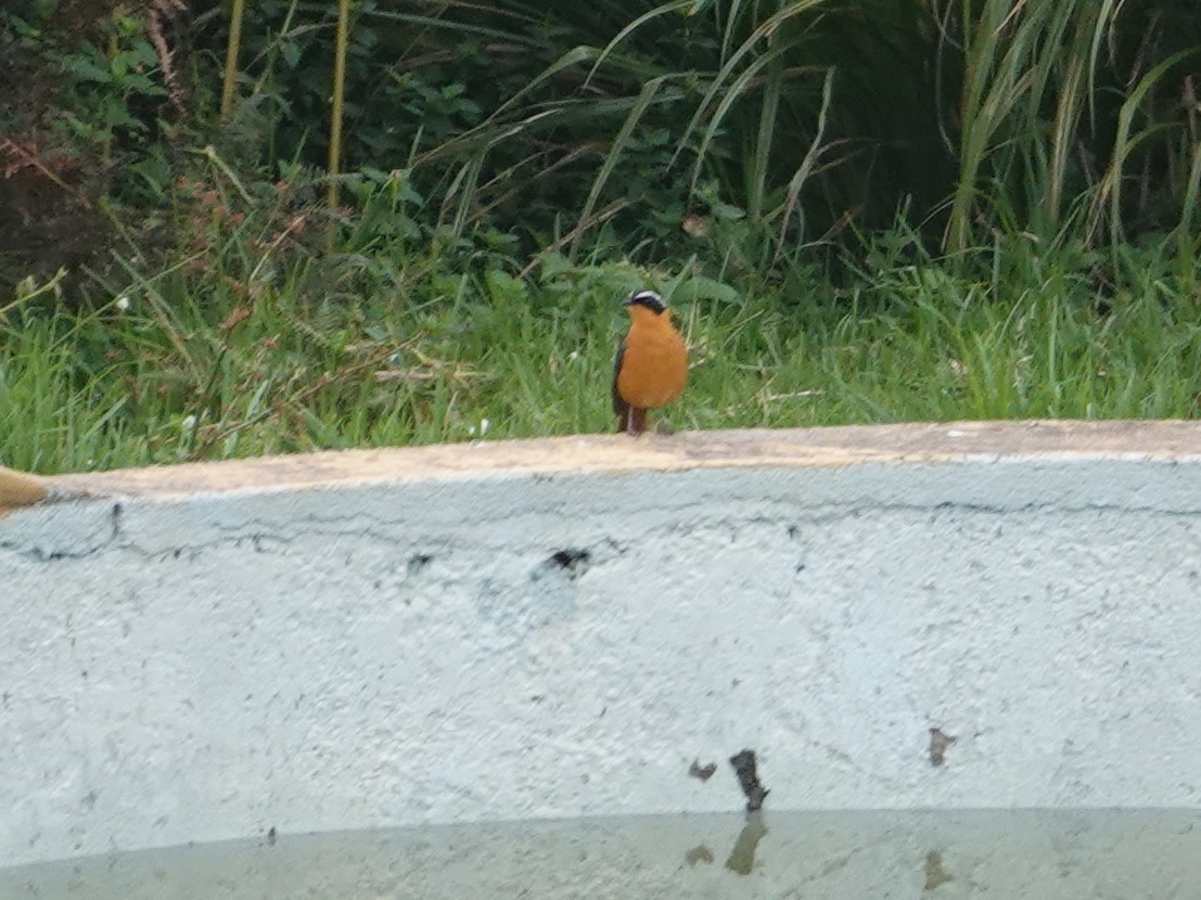 Rüppell's Robin-Chat - ML624085304