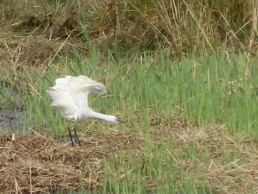 Little Egret - ML624085318