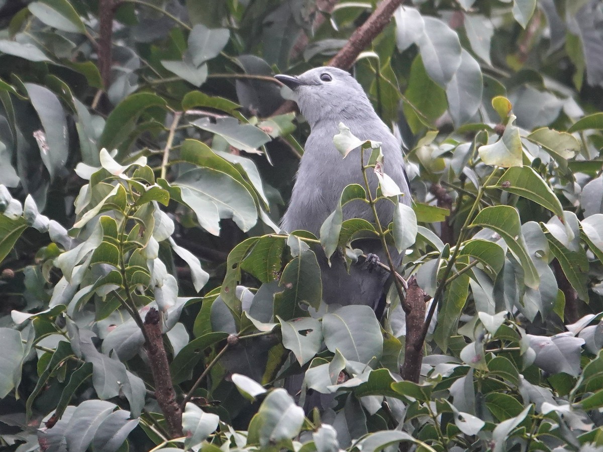 Gray Cuckooshrike - ML624085322