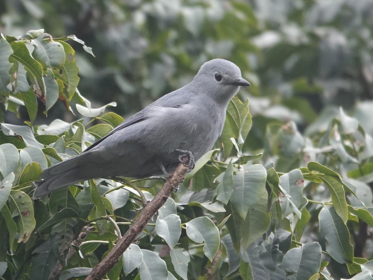 Gray Cuckooshrike - ML624085323