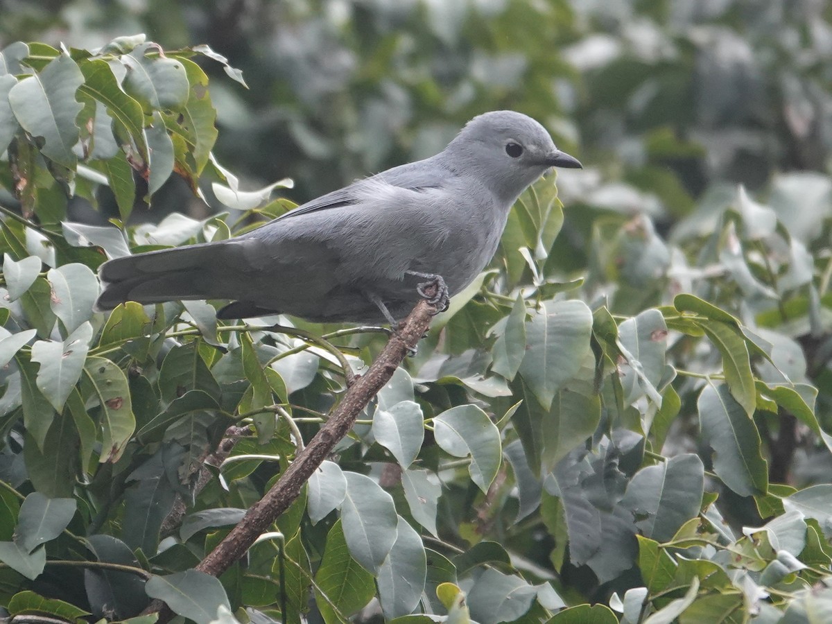 Gray Cuckooshrike - ML624085324