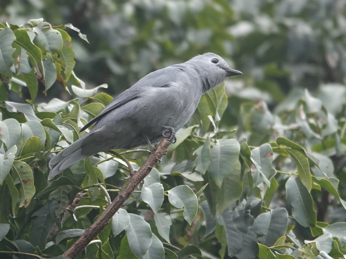 Gray Cuckooshrike - ML624085325