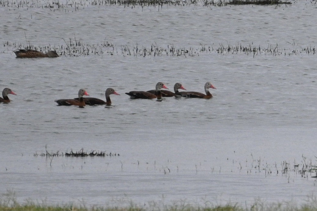 Black-bellied Whistling-Duck - ML624085328