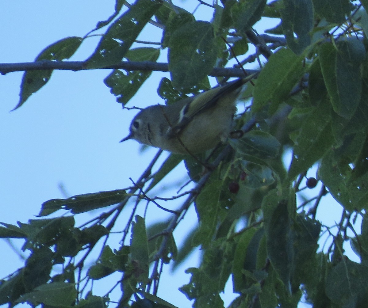 Ruby-crowned Kinglet - ML624085329